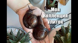 МОЯ КОЛЛЕКЦИЯ УЛИТОК