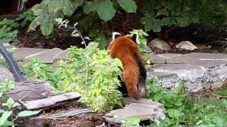 Красная или малая панда переходит мост | Red or lesser panda crosses the bridge