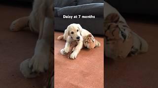 Daisy the golden retriever. #goldenretreivers #dog #puppy #goldenretreiver #happypuppy #usa