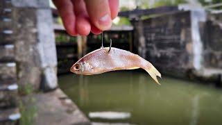 CANAL ZANDER Fishing With Deadbaits - An Evening Of Chaos!