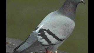 Hitman Absolution Sniper Challenge - No Pigeons Were Harmed Tutorial (The Games Empire)