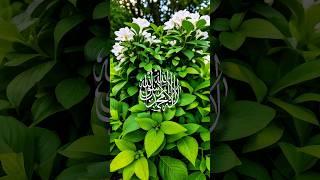  Nature Glorifies Allah | A Peaceful Reminder for the Heart | 4K Islamic Visuals