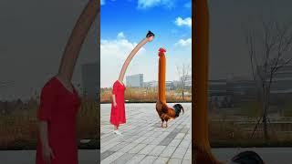 Internet celebrity cockfighting cockfighting original special effects to see who is better