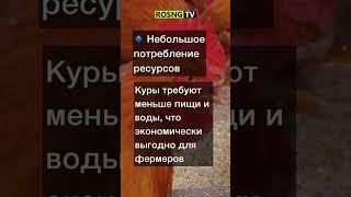 Самое перспективное сельхозживотное XXI века.  #shorts #экономика #сельскоехозяйство #агроновости