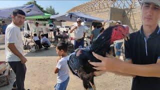 DAKAN ISHQIBOZLARI UCHUN YANGI VIDEO JAMASHUY PARANDA BOZORI NARXLARI PARVOZLAR UCHUN