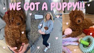 MEET WINNIE PICKING UP OUR CAVAPOO PUPPY, FIRST 24HRS & PETS AT HOME ESSENTIALS | CHLOEWHITTHREAD