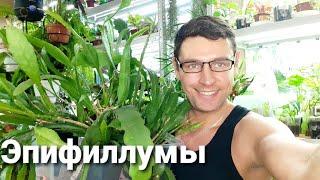 Эпифиллумы/Лесные кактусы/ Уход/Размножение/Проблемы