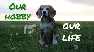 ~ OUR HOBBY IS OUR LIFE ~ beagle Xena