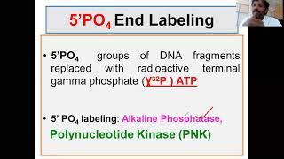 5 phosphate DNA labeling: Probe preparation and end labeling