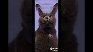 #Dovi #gatos