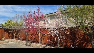 Peppermint Flowering Peach Tree - 2025 #floweringtree #gardening #floweringpeachtree