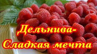 Дельнива - сладкая ремонтантная малина. Не печётся на солнце!!! Промышленный сорт.