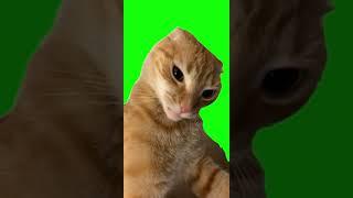 Eyebrow Cat Vine Boom Green Screen / Vine Boom Kedi Yeşil Perde #shorts