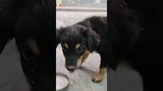 Hamare Ghar aya ek chota sa mehmaan🫠#vlog #dog #viral