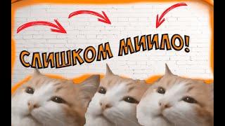 Слишком МИЛЫЙ КОТ!