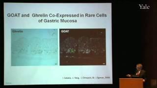 Surviving Starvation: The Ghrelin--Growth Hormone Axis (Pt II)