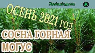 Сеянцы сосны горной Могус Обзор интернет-магазина питомника "Хвойный дворик"