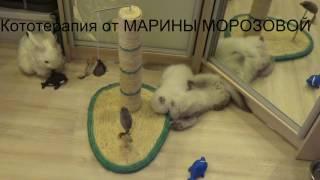 Кототерапия от МАРИНЫ МОРОЗОВОЙ