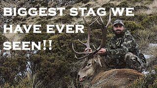 Biggest Stag We Have Seen!! Hunting NZ