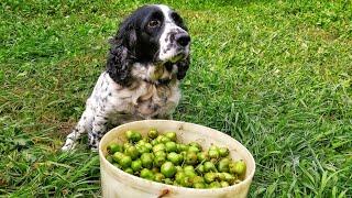 2018 Fishing for Actinidia in the remote taiga. Dog Gunya.