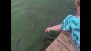 Kavkaz vine на живца 