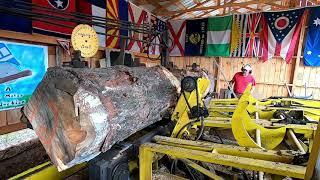 sawing a big pine log # 212