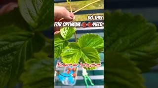 #organic #garden #story #growing our edible #garden #youtubeshorts