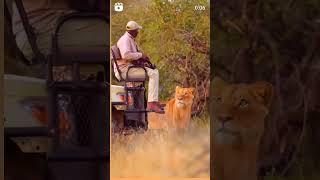 The Lion King Behind The Fearless Man: Unveiling the Secrets of the Jungle  #short #viral#trending