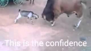 Goat & cow fight