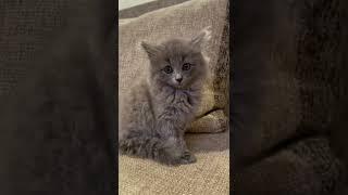 #cat #cats #catlover #kitten #cutecat
