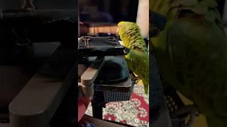 Амазон помощница #попугай #birds #птицы #pets #parrot