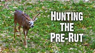 Pre-Rut Action Heats Up | Mid-October Buck Behavior