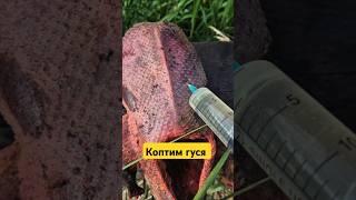 Коптим гуся часть 1 #охотник  #hunting