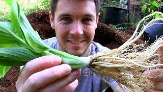 Huge Variegated Hosta!  The Wu La La