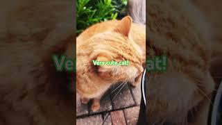 #speedsong #music #funny cat #memes #helpmemakethismakesense