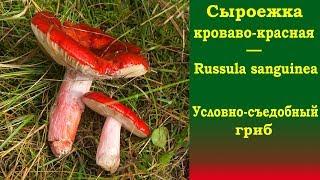 Сыроежка кроваво-красная - Russula sanguinea - условно-съедобный гриб.