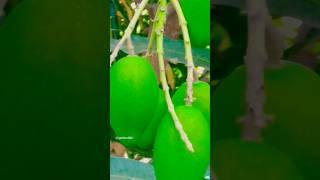 My Fruit Plant  #gardening #song #gardenAkhi