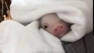 Wholesome Pig In Blanket