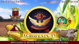 AgroFenix TV - Cosechando maíz