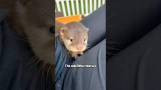 Lovely water otter#animals #popular #naruto #shorts #shorts #otter #waterotter #cute #baby