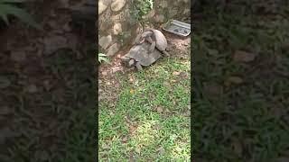 kura kura aldabra kawin. hal yang langka di temukan