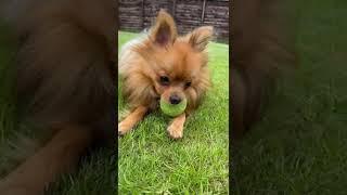 Rhubarb Dog Clemantine Cat and Percy Cat Chilling Out in Ballymoney Keep Your Eye on Clemantine Cat