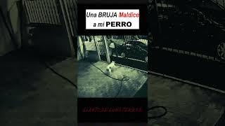 BRUJA MALDICE A MI PERRO #miedo #terror #terrorifico #creepy #misterio  #brujo