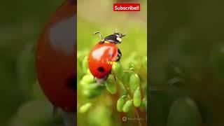 Mind-Blowing Insect Facts You Didn't Know! #insects #facts #youtubeshorts #shorts #funfacts