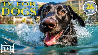 24 Hours of the Best Fun & Relaxing TV for Dogs! Boredom Busting Videos for Dog with Music