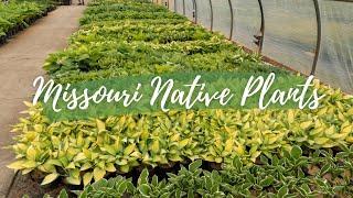 Missouri Native Plants | Frisella Nursery