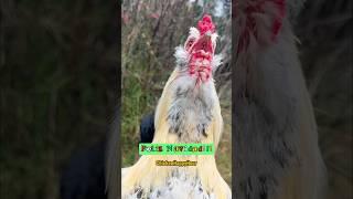 Feliz Navidad #feliznavidad #merrychristmas #rooster #chicken