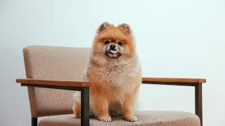 18 Reasons Why You SHOULD NOT Get a Pomeranian