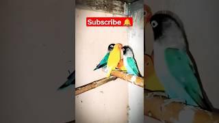 #lovebird #bird #viralvideos #youtube