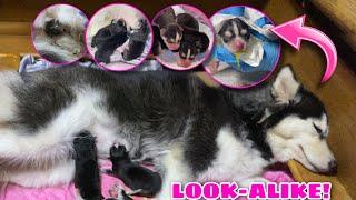 Mommy Thunder! | Thunder Gave Birth To Her First Litter! | Husky Pack TV